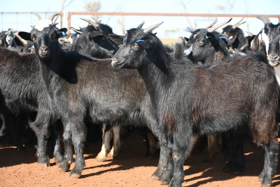 Lot 574 150 Goats Does AuctionsPlus