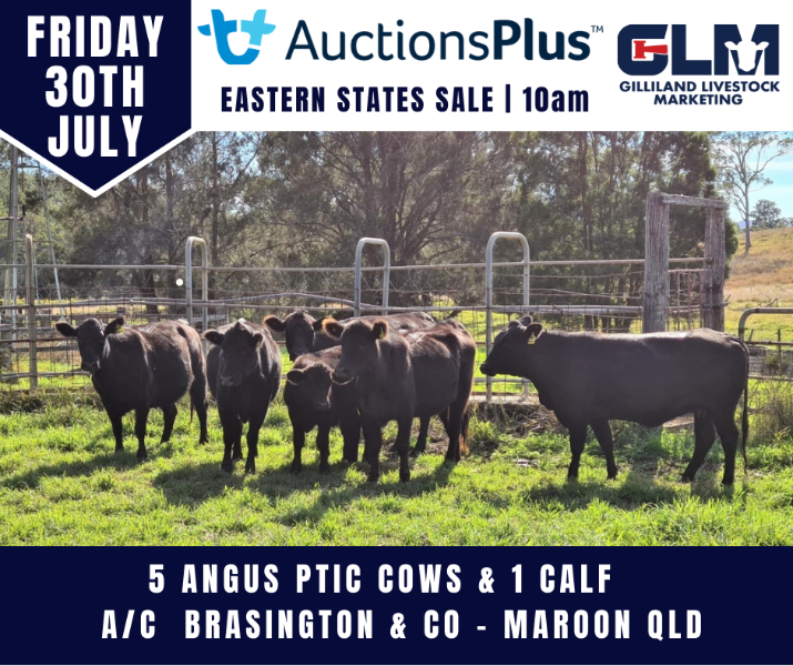 Lot 295 5 PTIC Cows 1 Calves AuctionsPlus