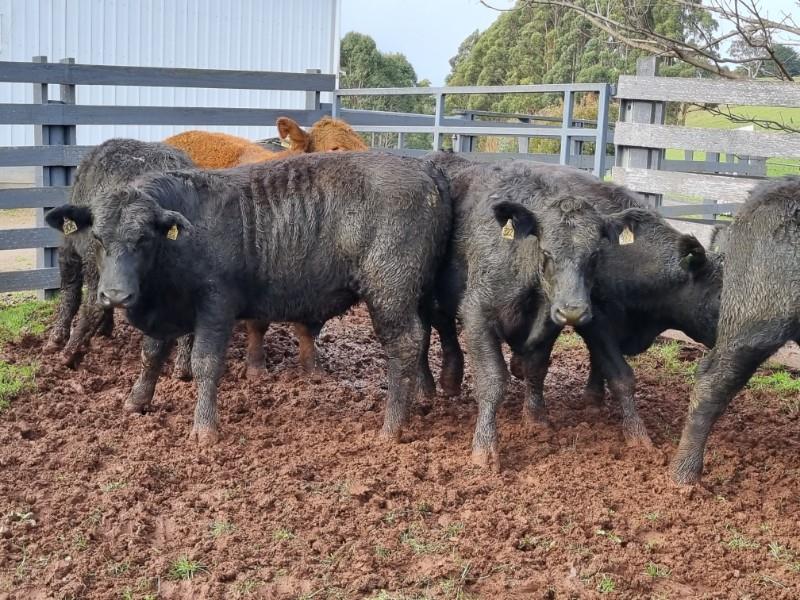 Lot 915 10 Feeder Steers AuctionsPlus