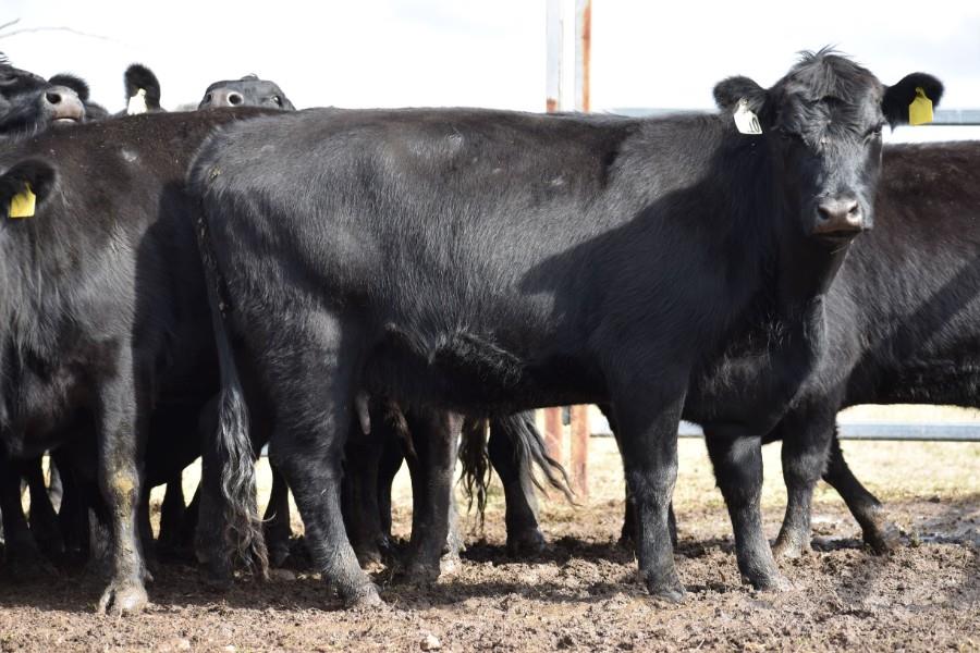 Lot 553 17 PTIC Cows 17 Calves AuctionsPlus