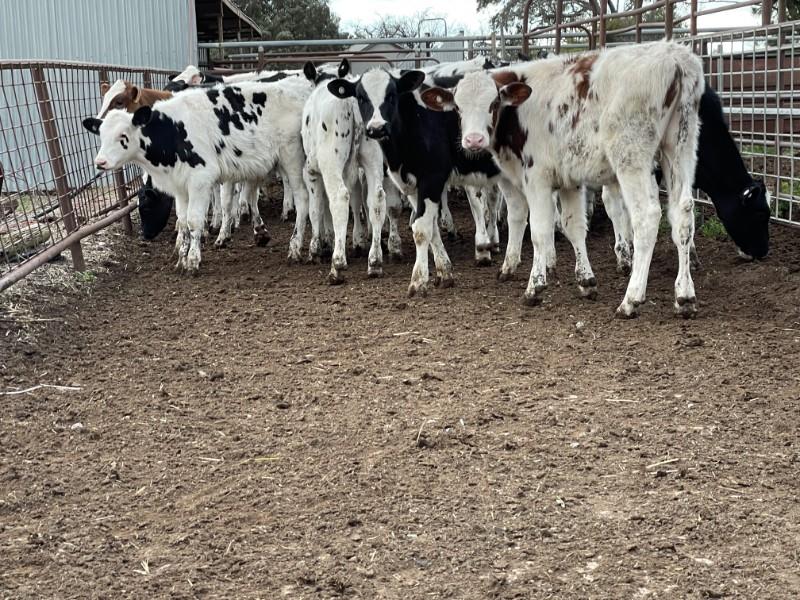 Lot 923 39 Steer Calves AuctionsPlus