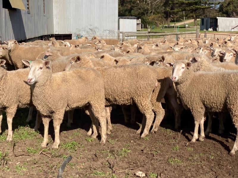 Lot 223 222 SIL Ewe Lambs AuctionsPlus
