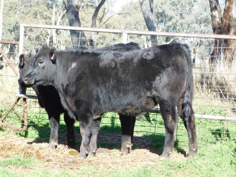 Lot 295 - 28 Feeder Steers | AuctionsPlus