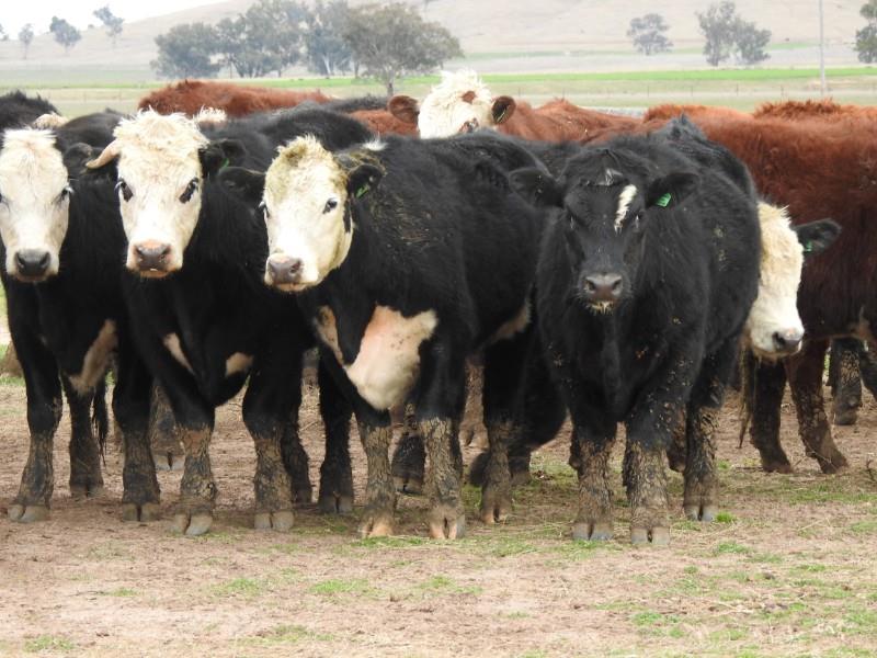 Lot 268 43 Feeder Steers AuctionsPlus