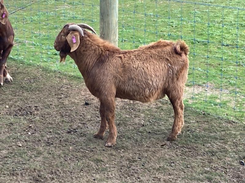 Lot 10 5 Goats Bucks AuctionsPlus