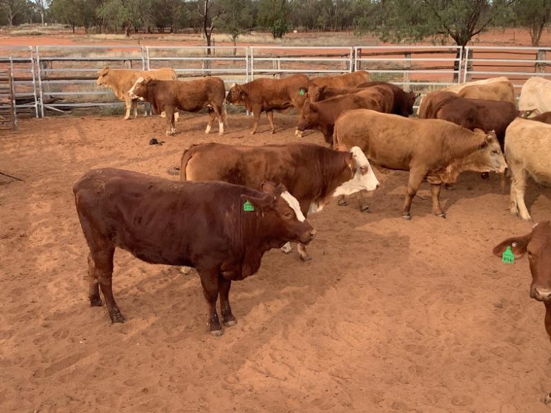 Lot 322 61 Feeder Heifers AuctionsPlus