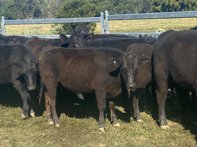 Lot 236 - 27 Feeder Steers | AuctionsPlus