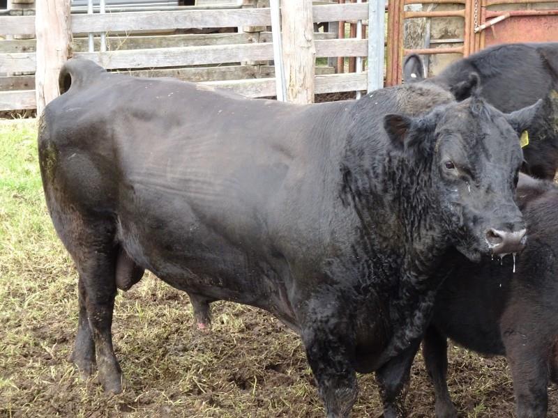 Lot 682 - 1 Slaughter Bull | AuctionsPlus