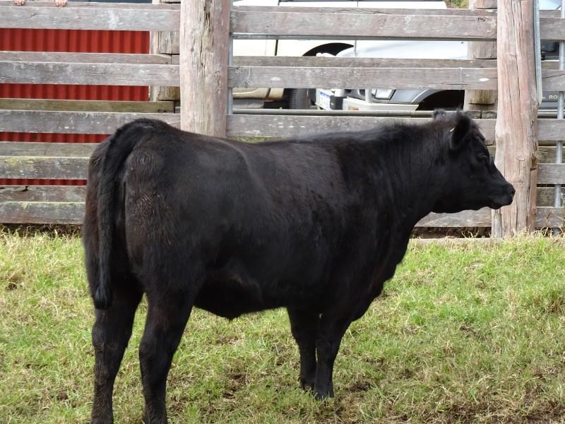 Lot 680 2 Yearling Heifers AuctionsPlus