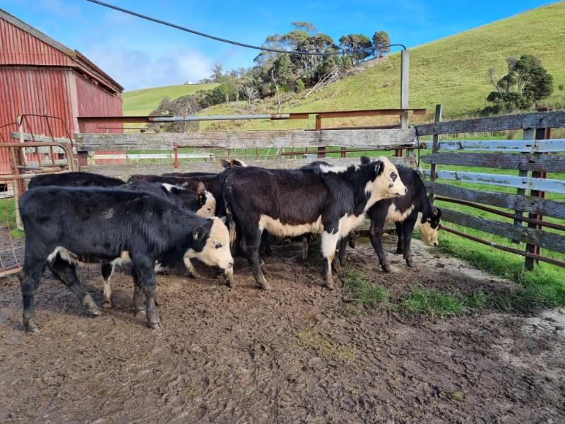 Lot 286 10 Steer Calves AuctionsPlus