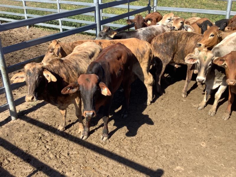 Lot 169 48 Feeder Heifers AuctionsPlus