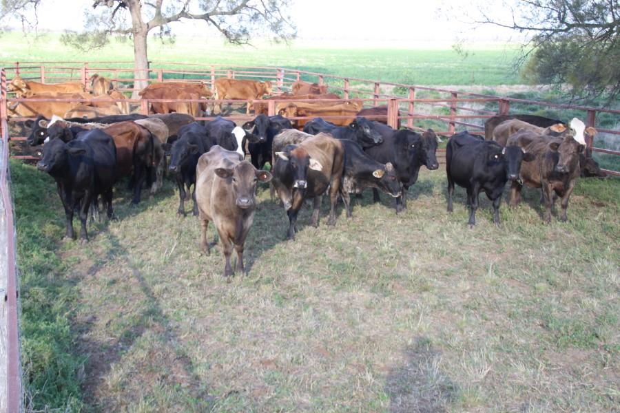 Lot 574 17 PTIC Cows AuctionsPlus