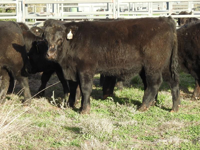 Lot 311 - 25 Unweaned Steers | AuctionsPlus