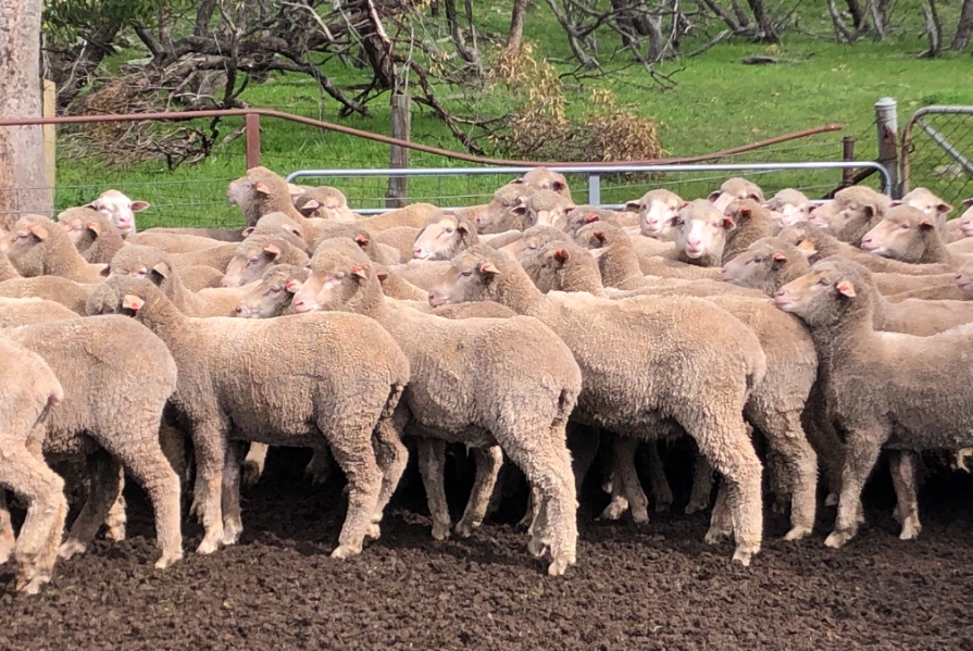 Lot 9 Pen 10 125 Future Breeder Ewe Hoggets AuctionsPlus