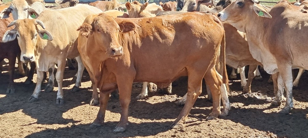 Lot 500 88 PTIC Cows AuctionsPlus