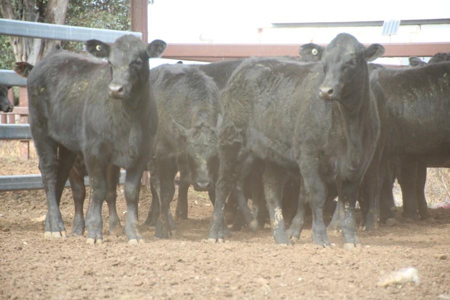 Lot 291 - 22 Unweaned Heifers | AuctionsPlus