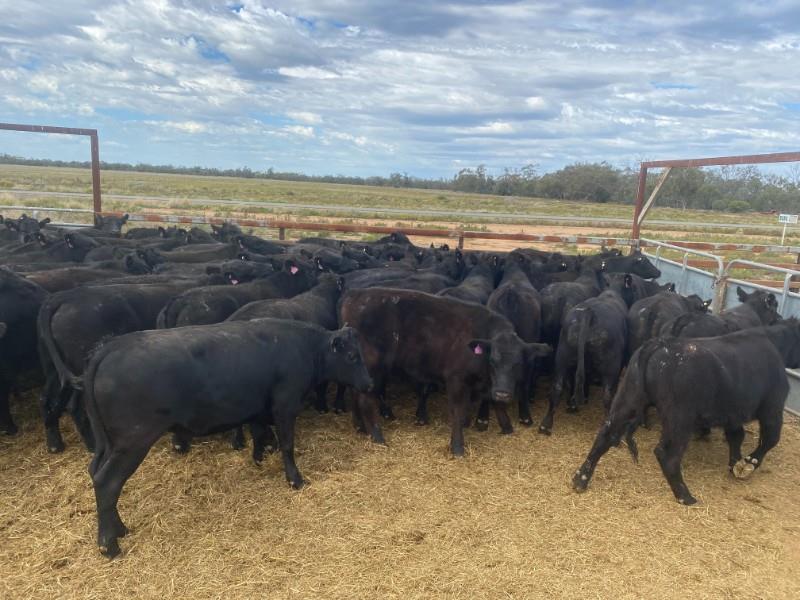 Lot 299 53 Feeder Steers AuctionsPlus