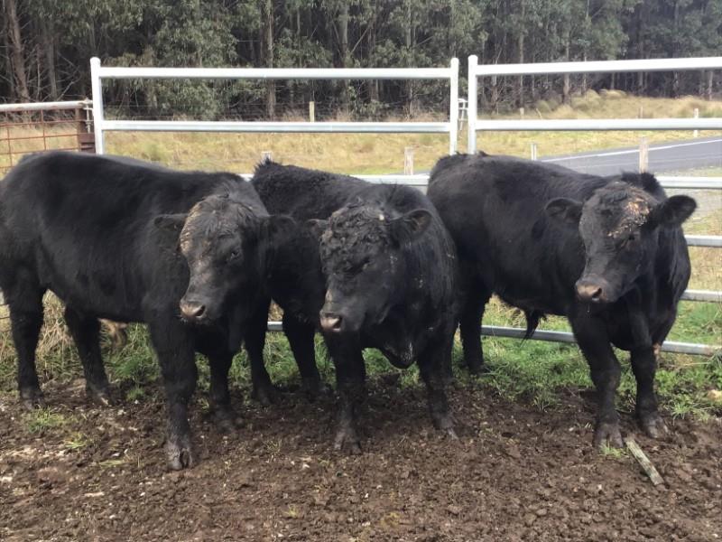 Lot 693 3 Feeder Bulls AuctionsPlus