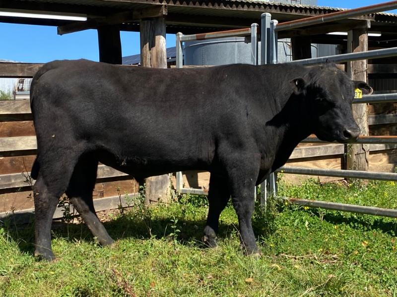 Lot 717 - 1 Herd Bull | AuctionsPlus