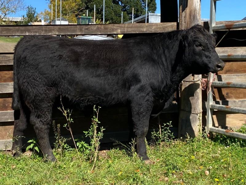 Lot 527 - 1 Herd Bull | AuctionsPlus