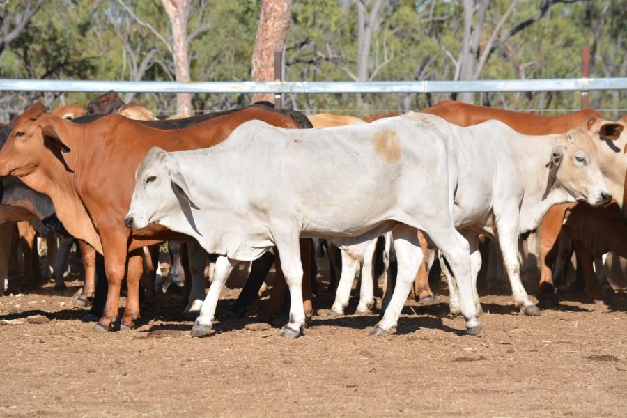 Lot 101 90 Feeder Steers AuctionsPlus