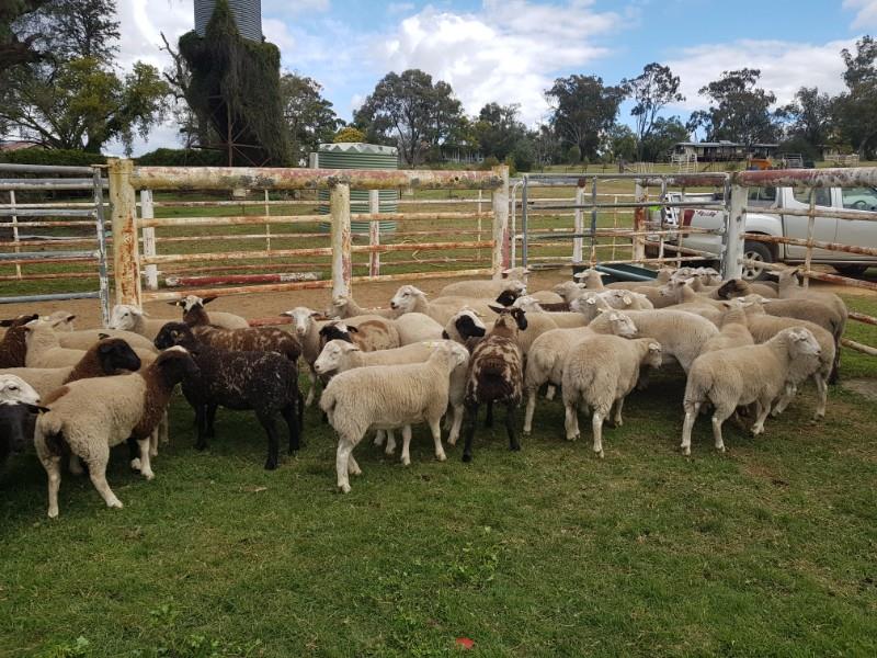 Lot 106 48 NSM Ewe Lambs AuctionsPlus