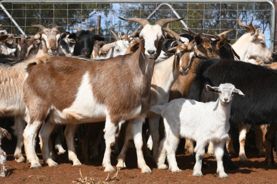 Lot 917 840 Goats Does AuctionsPlus