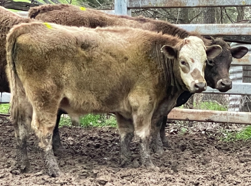 Lot 838 - 11 Yearling Steers | AuctionsPlus