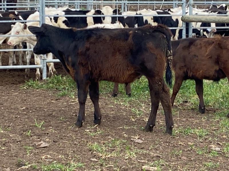 Lot 854 24 Steer Calves AuctionsPlus