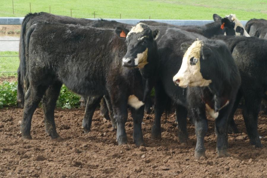 Lot 845 23 Feeder Steers AuctionsPlus