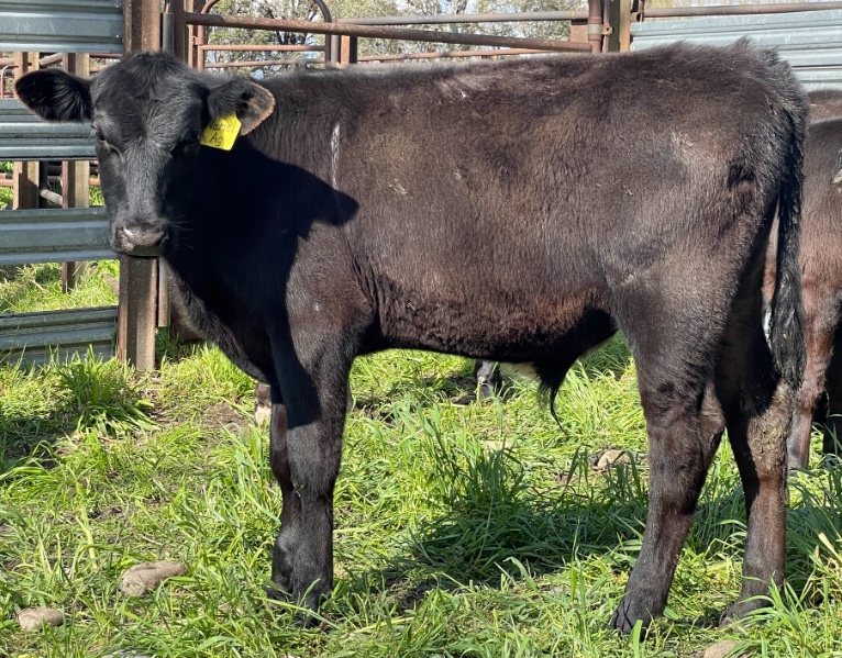 lot-173-14-steer-calves-auctionsplus