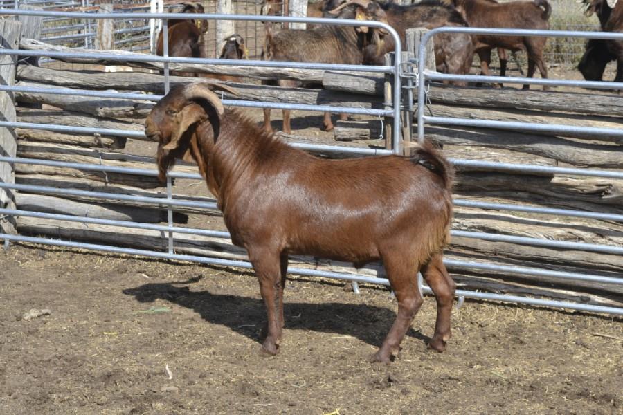 Lot 1 1 Goat Buck AuctionsPlus