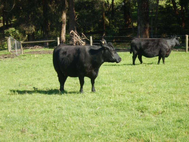 Lot 33 3 PTIC Cows AuctionsPlus