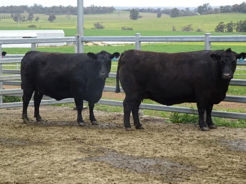 Lot 556 - 3 Slaughter Heifers and Cows | AuctionsPlus