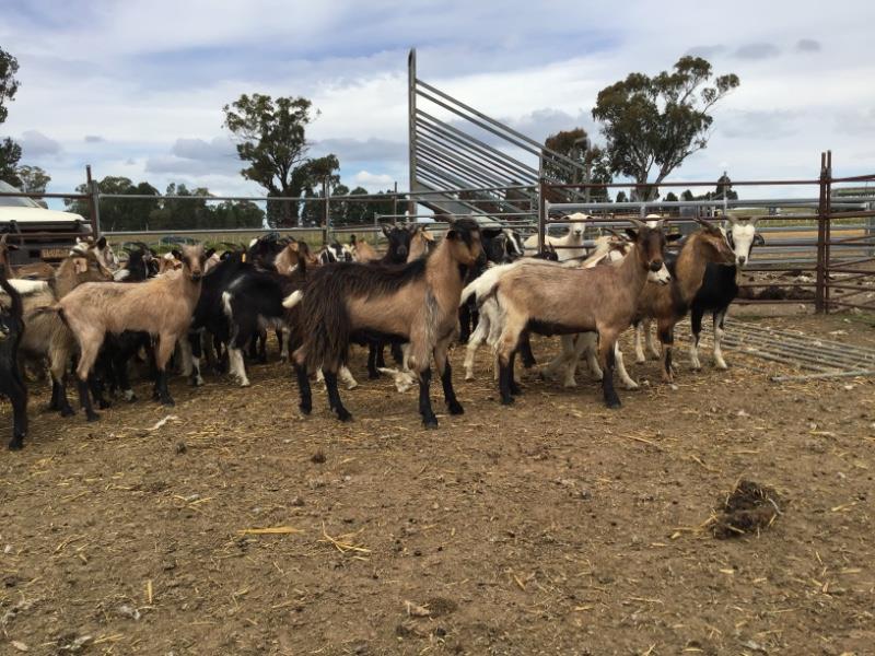 Lot 354 - 43 Goats - Wethers | AuctionsPlus