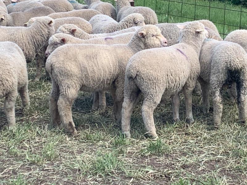 Lot 482 160 Mixed Sex Store Lambs Auctionsplus
