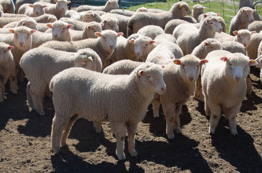 Lot 478 260 Mixed Sex Lambs Auctionsplus