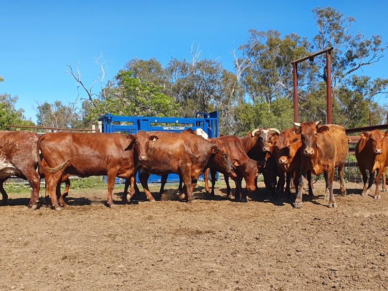 Lot 184 13 PTIC Cows AuctionsPlus