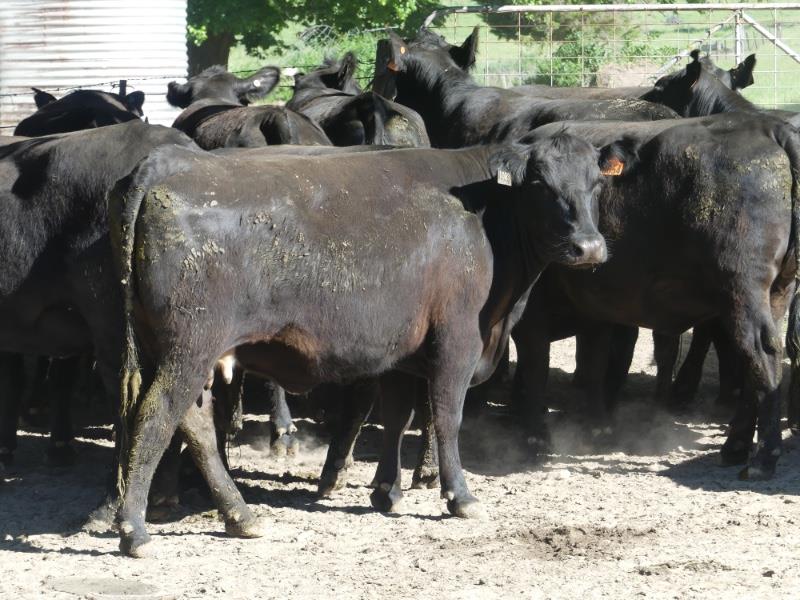 Lot 247 15 PTIC Cows AuctionsPlus