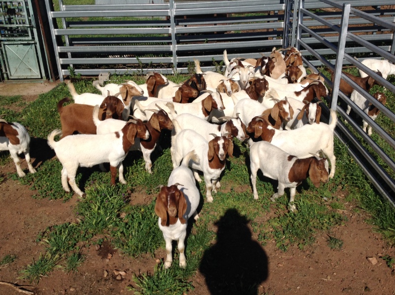 Lot 380 27 Goats Wethers AuctionsPlus