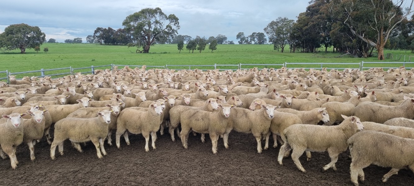 Lot 541 740 Wether Lambs AuctionsPlus