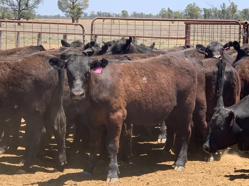 Lot 196 - 87 Yearling Steers | AuctionsPlus