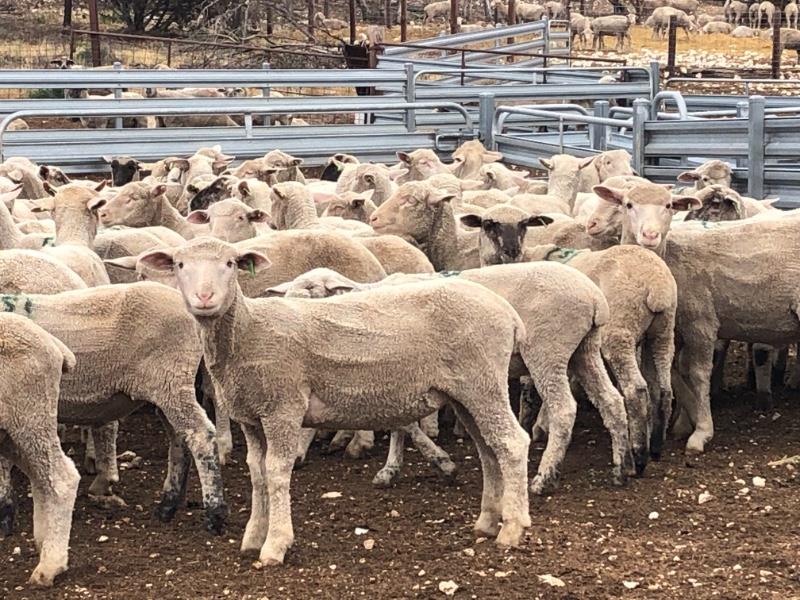 Lot 679 175 Mixed Sex Store Lambs AuctionsPlus