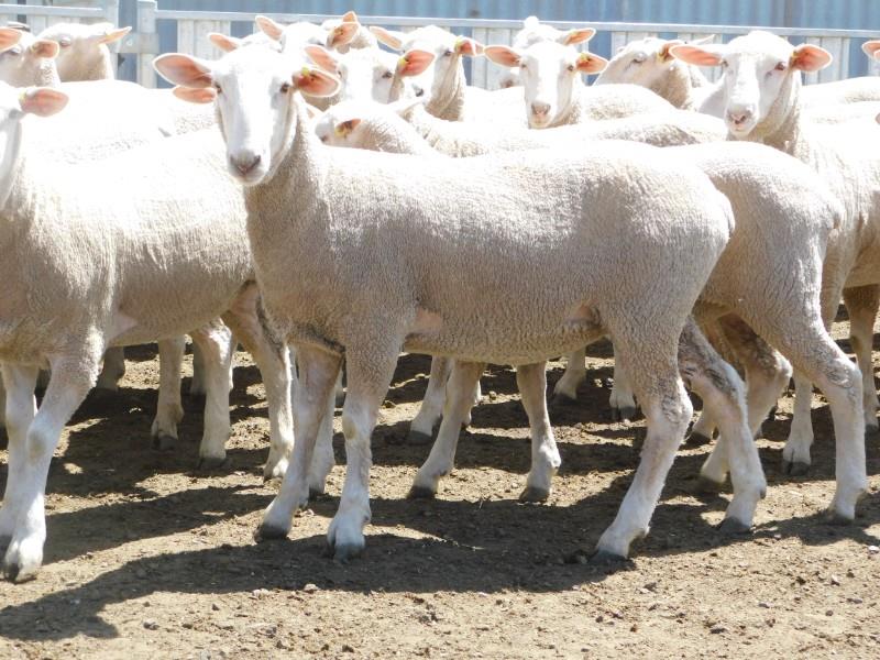 Pen 132 134 146 Future Breeder Ewe Lambs AuctionsPlus