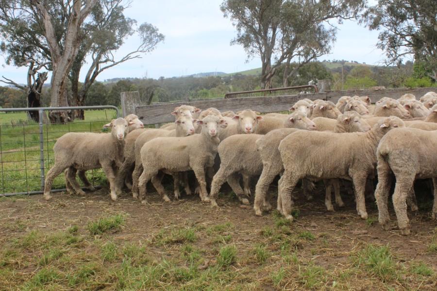 Lot 151 - 230 Woolgrower Wethers | AuctionsPlus