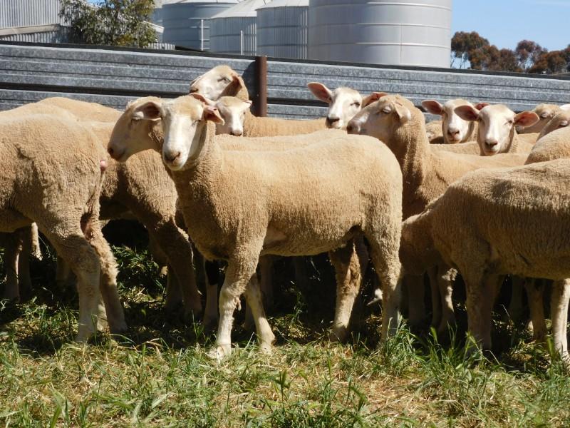Pen 244A 246 120 Future Breeder Ewe Lambs AuctionsPlus