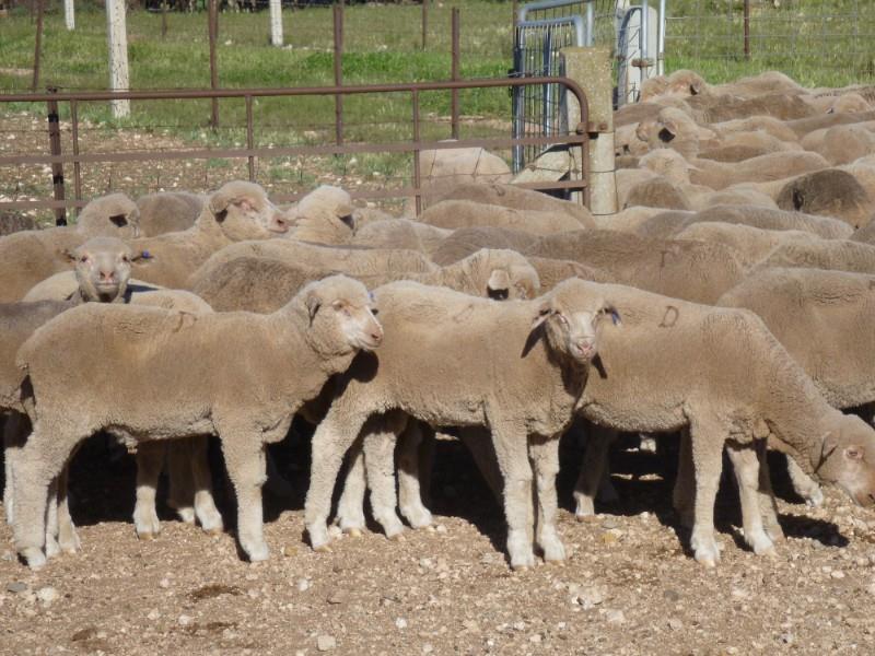 Pen 21 - 255 Store Wether Lambs | AuctionsPlus