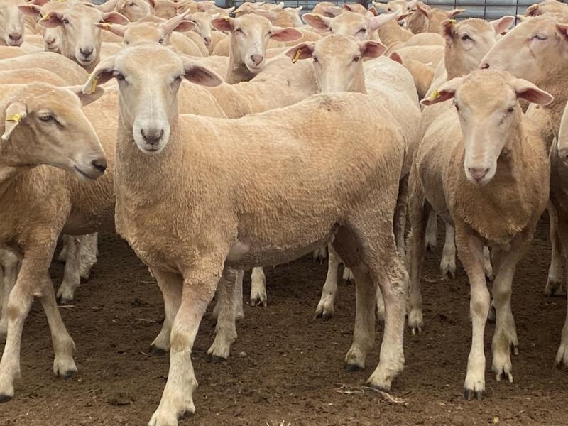 Pen 343 346 272 Future Breeder Ewe Lambs AuctionsPlus