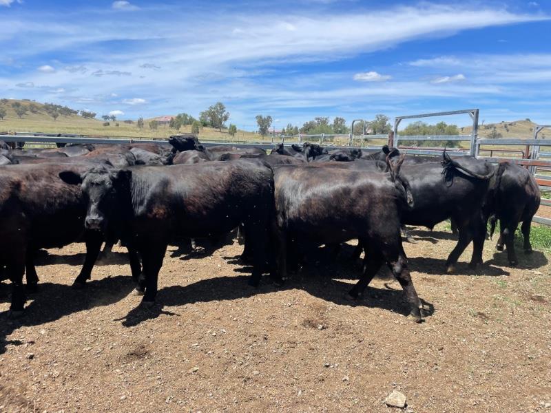 Lot 266 56 Feeder Steers AuctionsPlus
