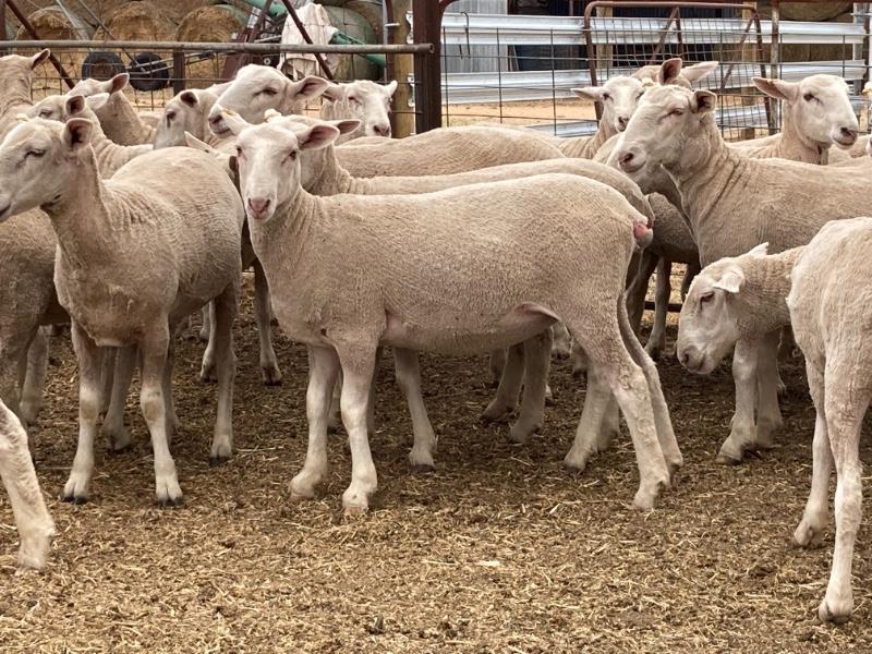 Pen 355 356 100 Future Breeder Ewe Lambs AuctionsPlus